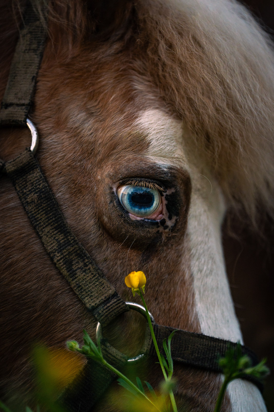 Photographe cheval Haute-Savoie portrait extérieur nature
